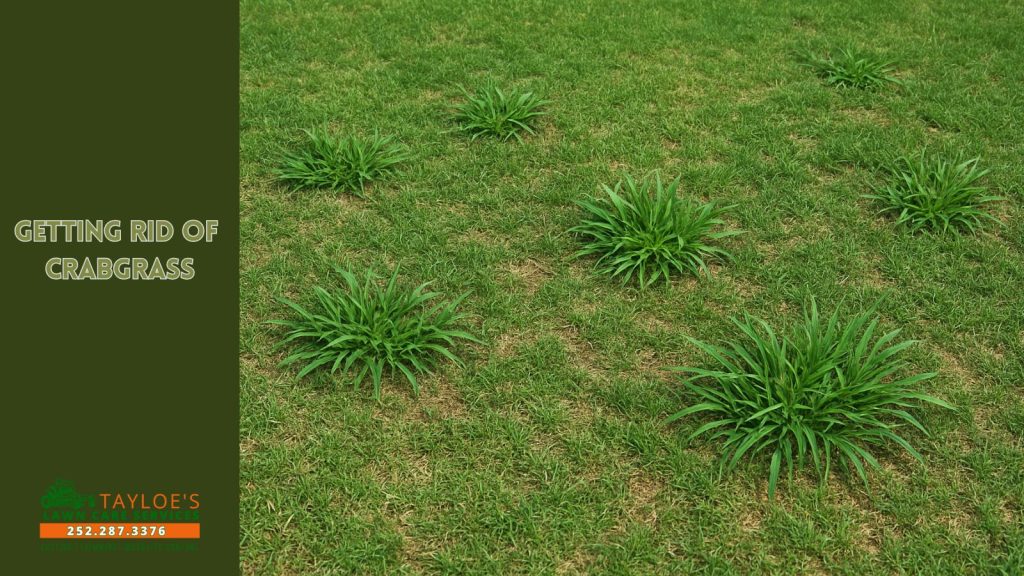 get rid of crabgrass