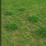 get rid of crabgrass
