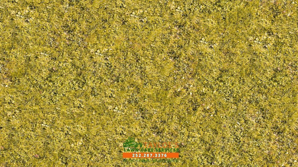 grass turn yellow_1_canva grass turn yellow