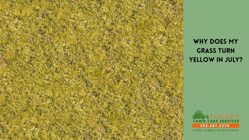 grass turn yellow