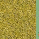grass turn yellow
