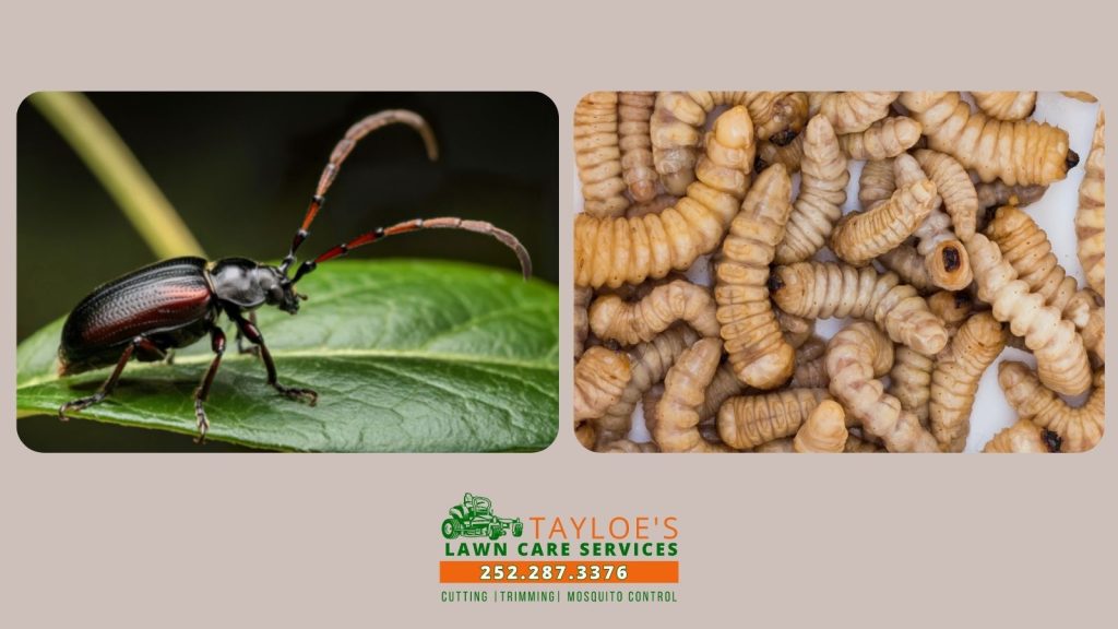 grub & beetle control what works