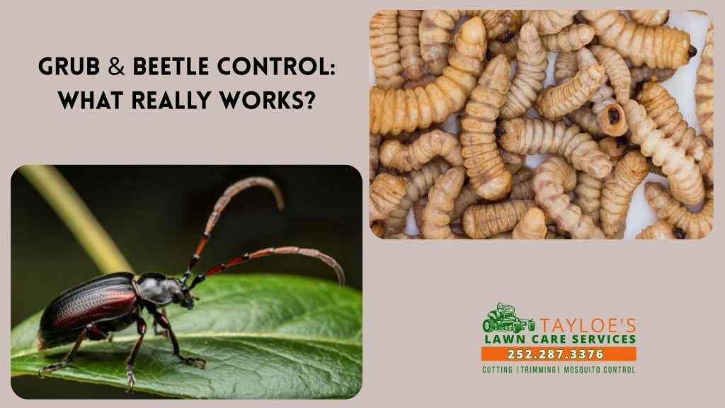 grub & beetle control what works