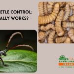 grub & beetle control what works