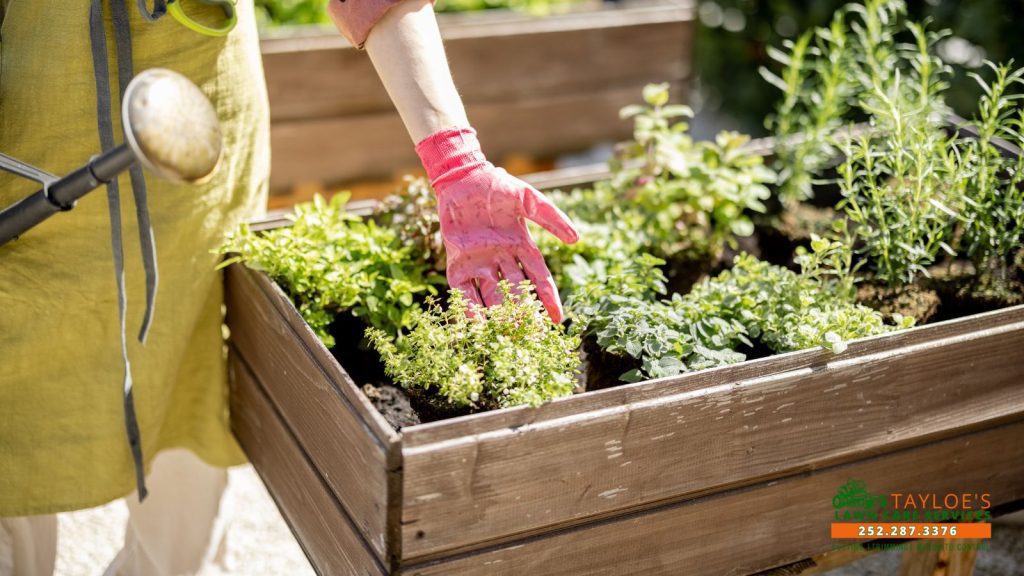 herb garden_1_canva heat-loving plants for the herb garden