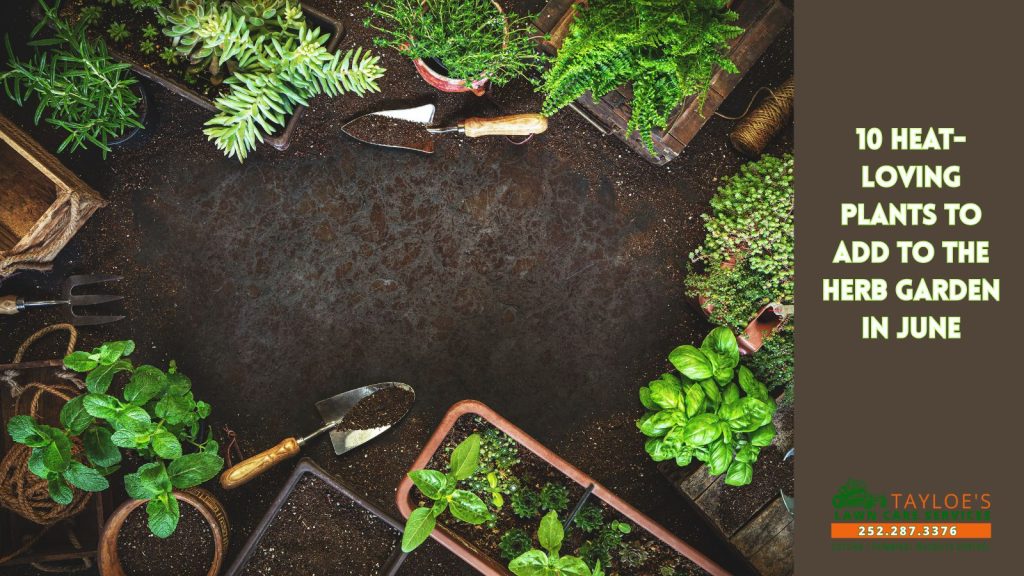 heat-loving plants for the herb garden