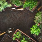 heat-loving plants for the herb garden