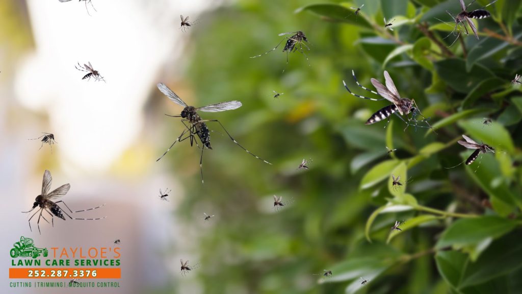 how long do mosquitoes stay active