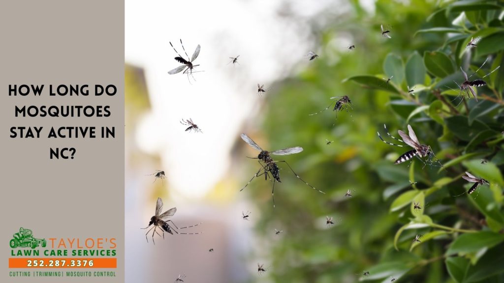 how long do mosquitoes stay active