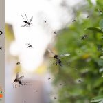 how long do mosquitoes stay active