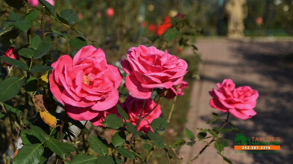 knockout roses_1_canva plant knockout roses