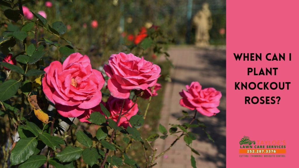 plant knockout roses