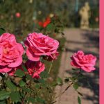 plant knockout roses