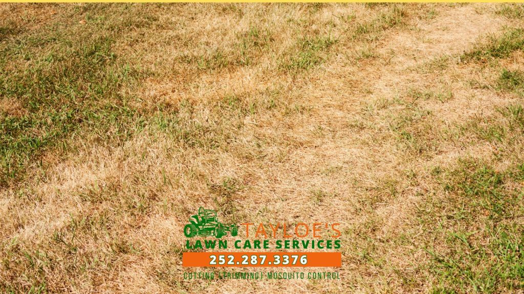 lawn care disasters to avoid