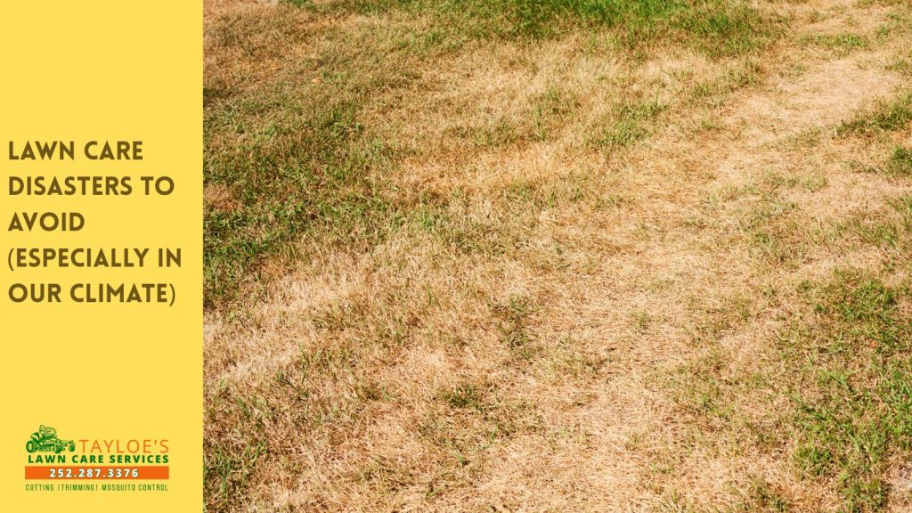 lawn care disasters to avoid