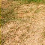 lawn care disasters to avoid