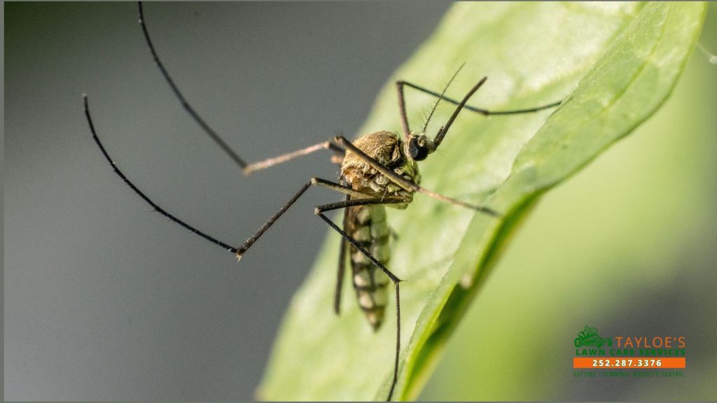 mosquito season prep_1_canva mosquito season prep