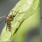 mosquito season prep