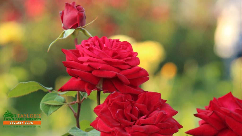 mr lincoln roses_1_canva mr lincoln roses