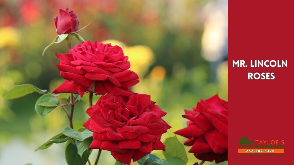 mr lincoln roses