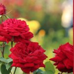 mr lincoln roses