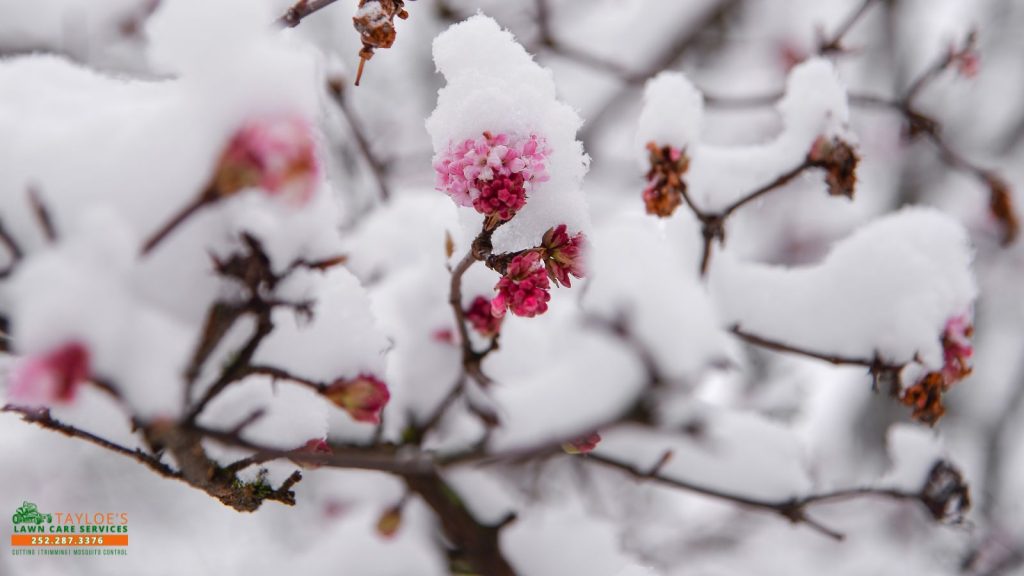 repairing your shrubs after frost