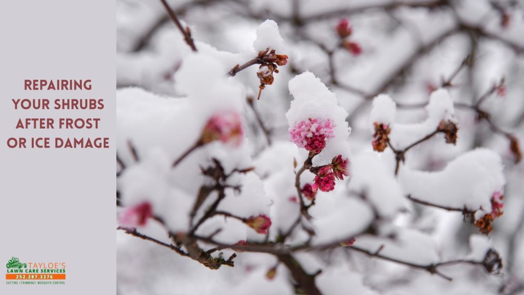 repairing your shrubs after frost