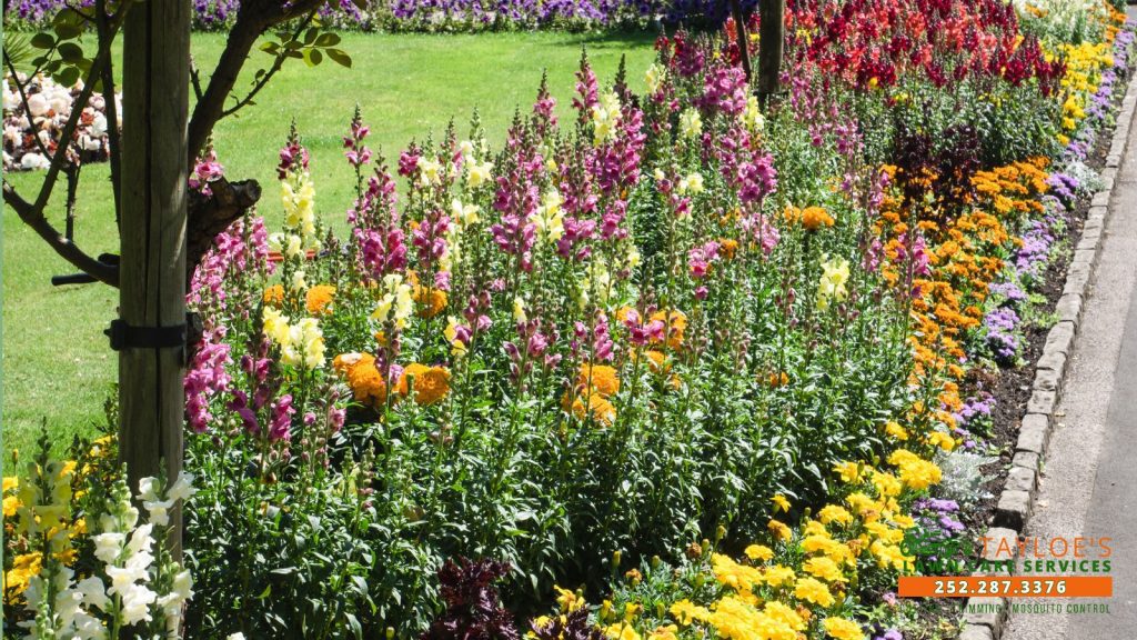 summer flower bed care
