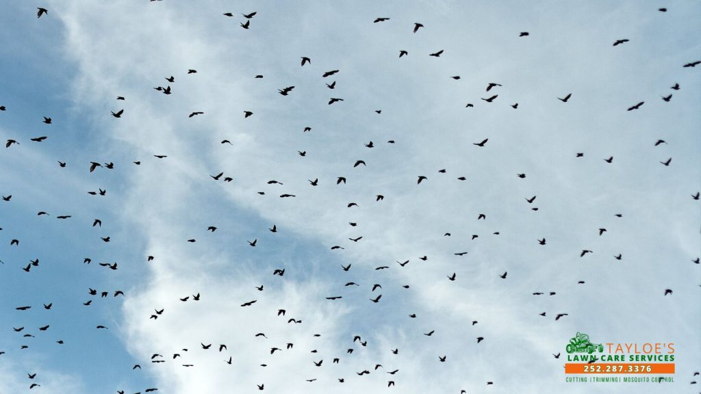 supporting migrating birds