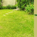 lawn damage