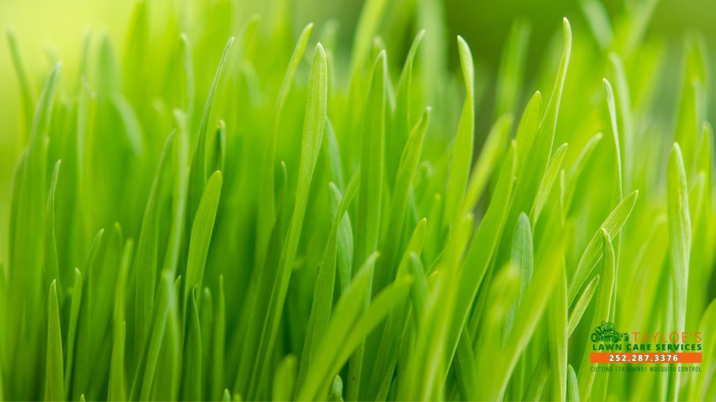 weed and feed schedule_1_canva weed and feed schedule