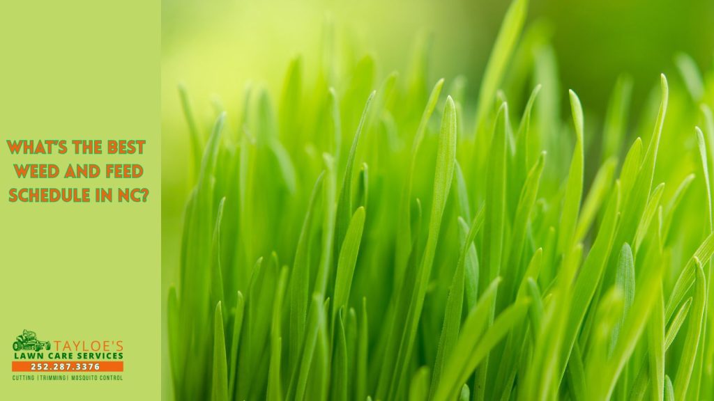 weed and feed schedule