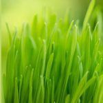 weed and feed schedule