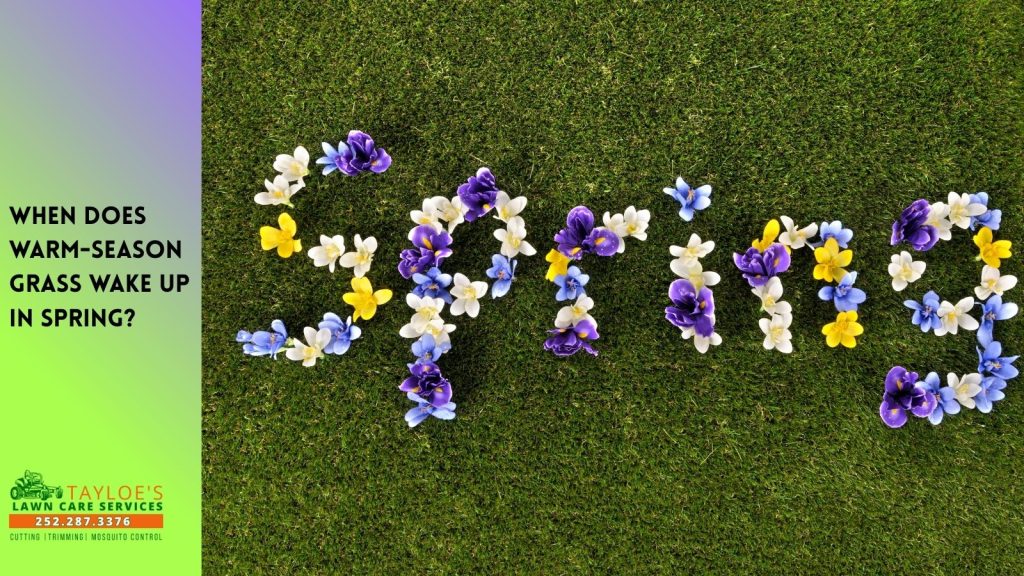 when does warm season grass wake up