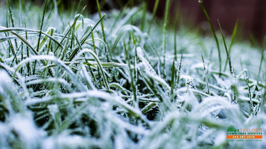 winter Lawn Problems in Eastern NC