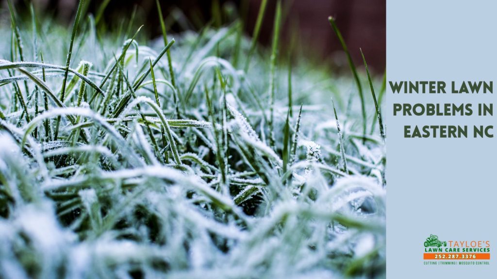 winter Lawn Problems in Eastern NC