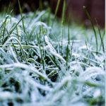 winter Lawn Problems in Eastern NC