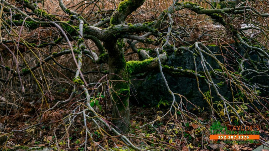 commercial winter lawn care