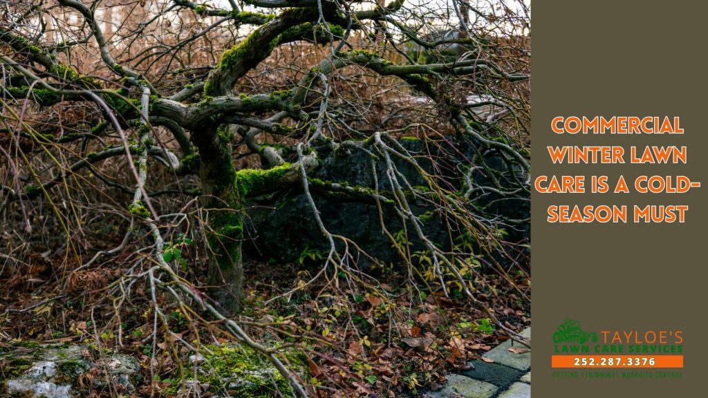 commercial winter lawn care