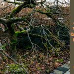 commercial winter lawn care