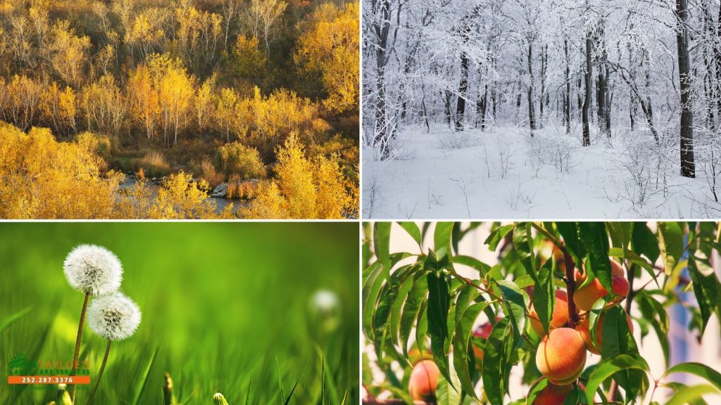 year round lawn care schedule