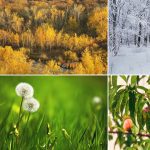 year round lawn care schedule