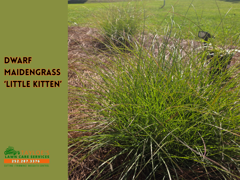 little kitten dwarf maiden grass