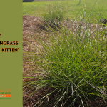 little kitten dwarf maiden grass