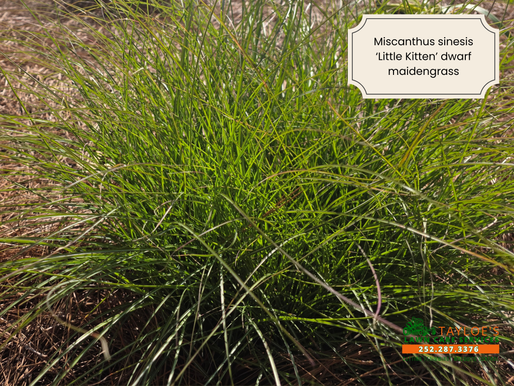 dwarf maiden grass